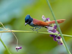 -光明小镇欢乐田园