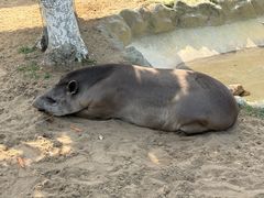 -西霞口神雕山野生动物世界