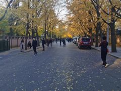 -三里屯东五街银杏大道