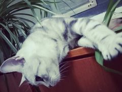 -菲丽丝宠物医院·24小时·猫科中心·免疫点(淮海分院)