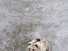 -哈尔滨北方森林动物园