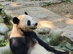 -都江堰中华大熊猫苑