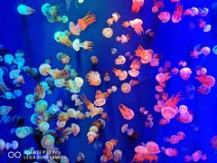 -成都浩海立方海洋公园