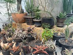 -自由生长植物工作室(深港花卉中心店)