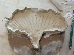 -中国宋庆龄青少年科技文化交流中心