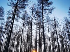 -塞罕坝国家级自然保护区