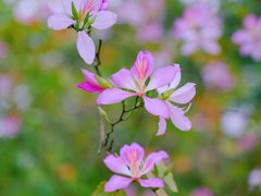 -南国桃园旅游度假区