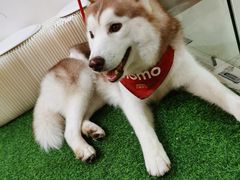 -Husky Go! 哈士奇体验馆·宠物咖啡厅狗咖