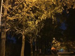 -三里屯东五街银杏大道