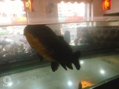 -集草轩·重庆麻辣烤鱼(西湖道店)
