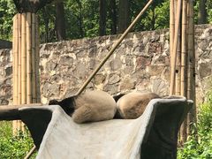 -都江堰中华大熊猫苑