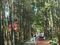 -上海长兴岛郊野公园