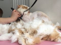 -宠颐生中康贝怡动物医院