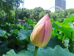 -陈家山荷花公园