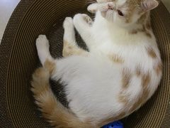 -瑞鹏宠物医院·微创内窥镜·骨外科·牙科(翠竹分院)