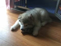 -翊宠yipet猫狗购宠庄园犬舍•猫舍