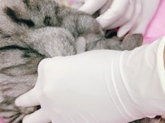 -北京观赏动物医院·24小时大型综合·猫专科·异宠专科