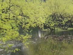 -柳浪闻莺公园