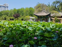 -莲湖公园