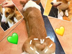 -more than meow吴止猫主题餐厅(承德 中船汇店)