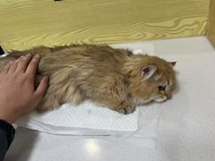 -中农大我爱我爱动物医院·核磁CT·猫病·24小时夜诊中心(石佛营店)