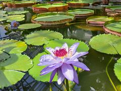 -国家植物园南园