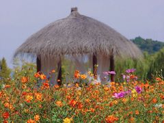 -径山花海
