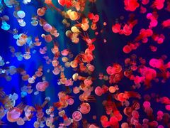 -成都浩海立方海洋公园