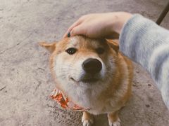 -柴犬高等学院·狗咖·柴犬售卖·宠物训练