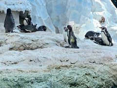 -帝企鹅自助餐厅•儿童岛•真企鹅(长隆企鹅酒店)