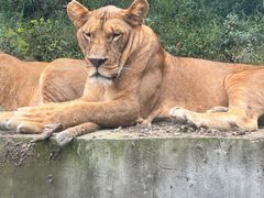 -栾川竹海野生动物园
