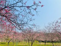 -天适樱花悠乐园