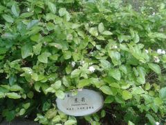 茉莉-东莞市可园博物馆