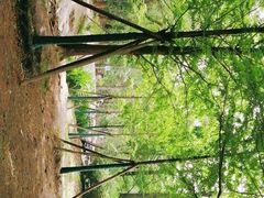-白水寺森林公园