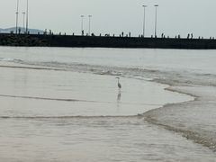 -日照灯塔风景区