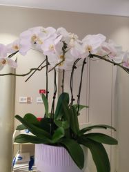 点击看大图 -贝黎诗SPA