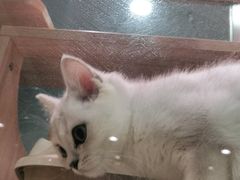 -BABIT巴比特宠物(MOMOPARK店)