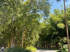 -中国科学院西双版纳热带植物园