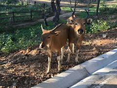 -清迈夜间动物园