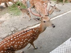 -清迈夜间动物园