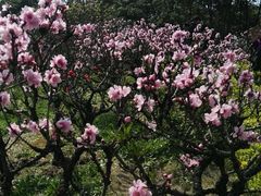 -南汇桃花村