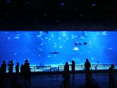 -烟台海昌鲸鲨海洋公园