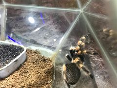 -上海大自然野生昆虫馆(东方明珠·爬宠昆虫探索中心)