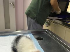 -哆趣宠物医院·眼科·内镜·急重症转诊中心(上海店)
