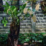 球花石斛