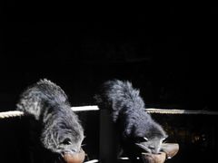 -清迈夜间动物园