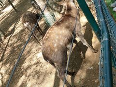 -大连铭湖国际观光牧场