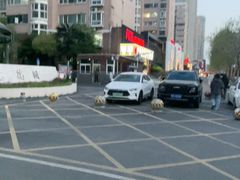 -阿五黄河大鲤鱼(英协路店)