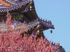 -梅花山(明孝陵内)