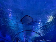 -海合安武汉极地海洋公园